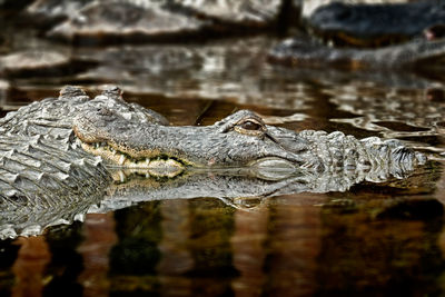 Crocodiles swimming in lake