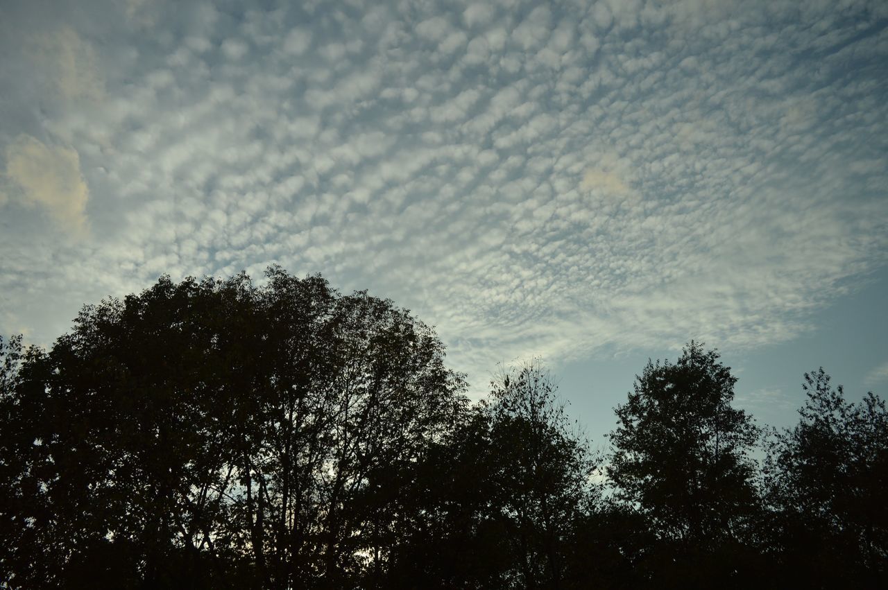 LOW ANGLE VIEW OF TREES AGAINST CLOUDY SKY