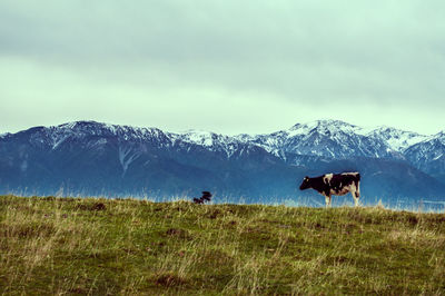 View of a horse on field against mountain range