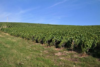 Scenic view of agricultural field against sky