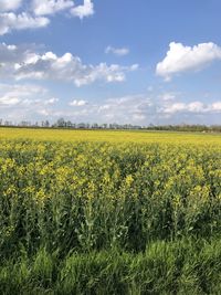 Scenic view of oilseed rape field against sky