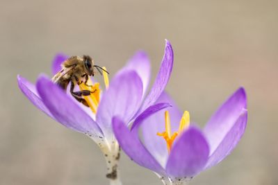 Close-up of bee on purple flower