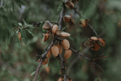 Close-up of almonds growing on tree
