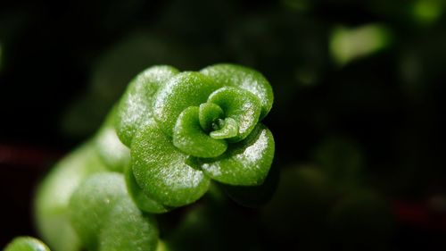 Close-up of fresh green leaf