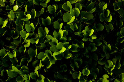 Full frame shot of plants