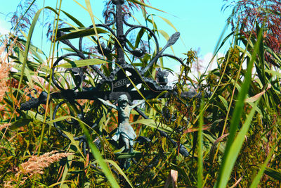 Low angle view of plants on field against sky