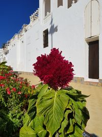 Flowers blooming outdoors