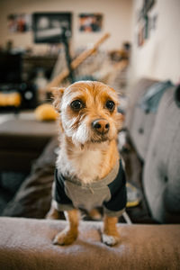 Portrait of dog looking at home