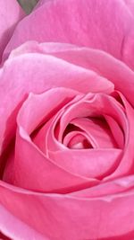 Close-up of pink rose