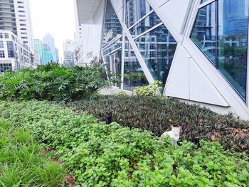 Plants growing in greenhouse against modern buildings