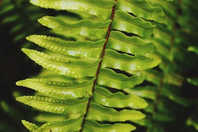 Close-up of fresh green plant