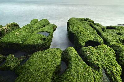 Close-up of moss on rocks