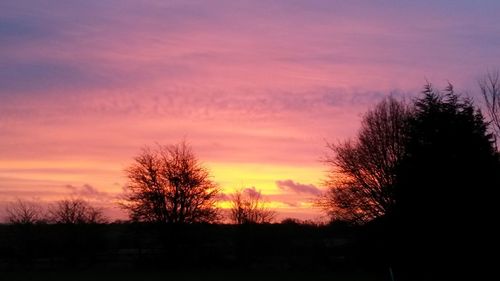 Silhouette of trees at sunset