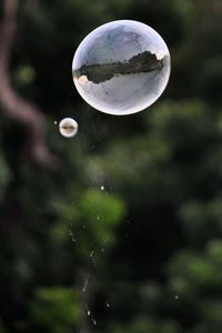 Close-up of crystal ball on tree