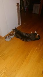 High angle view of an animal on table at home