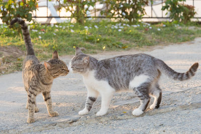 View of two cats on street