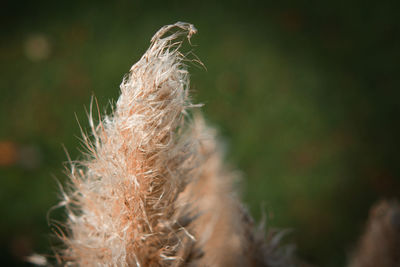 Close-up of plant growing on field