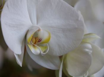 Close-up of white orchid