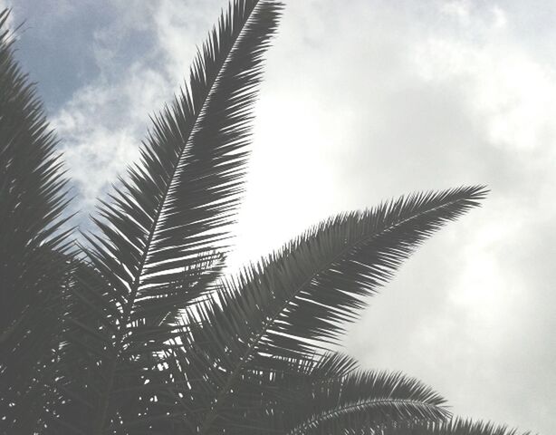low angle view, palm tree, sky, tree, cloud - sky, growth, cloudy, nature, tranquility, cloud, palm leaf, beauty in nature, day, tall - high, outdoors, silhouette, no people, leaf, scenics, tree trunk