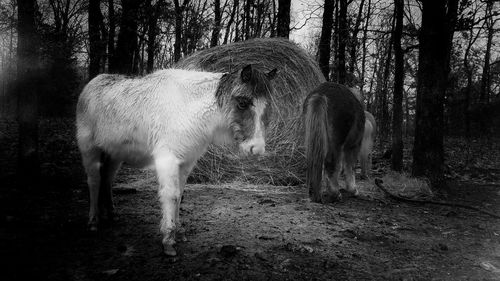 Horse grazing on field