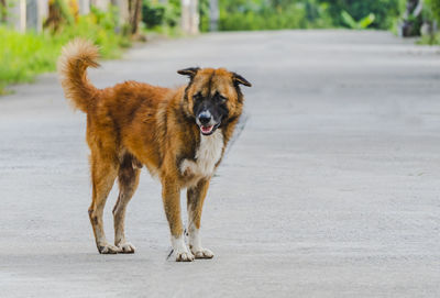 Portrait of dog running on street