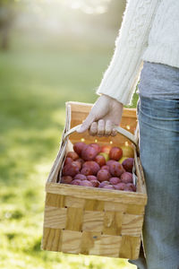 Cropped image of woman carrying peaches in basket at orchard