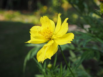 Close-up of yellow flowering plant