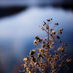 Close-up of flowers growing on tree against sky