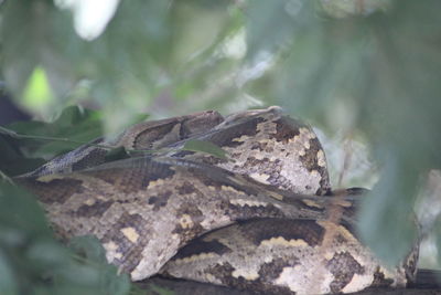 Close-up of lizard on leaves