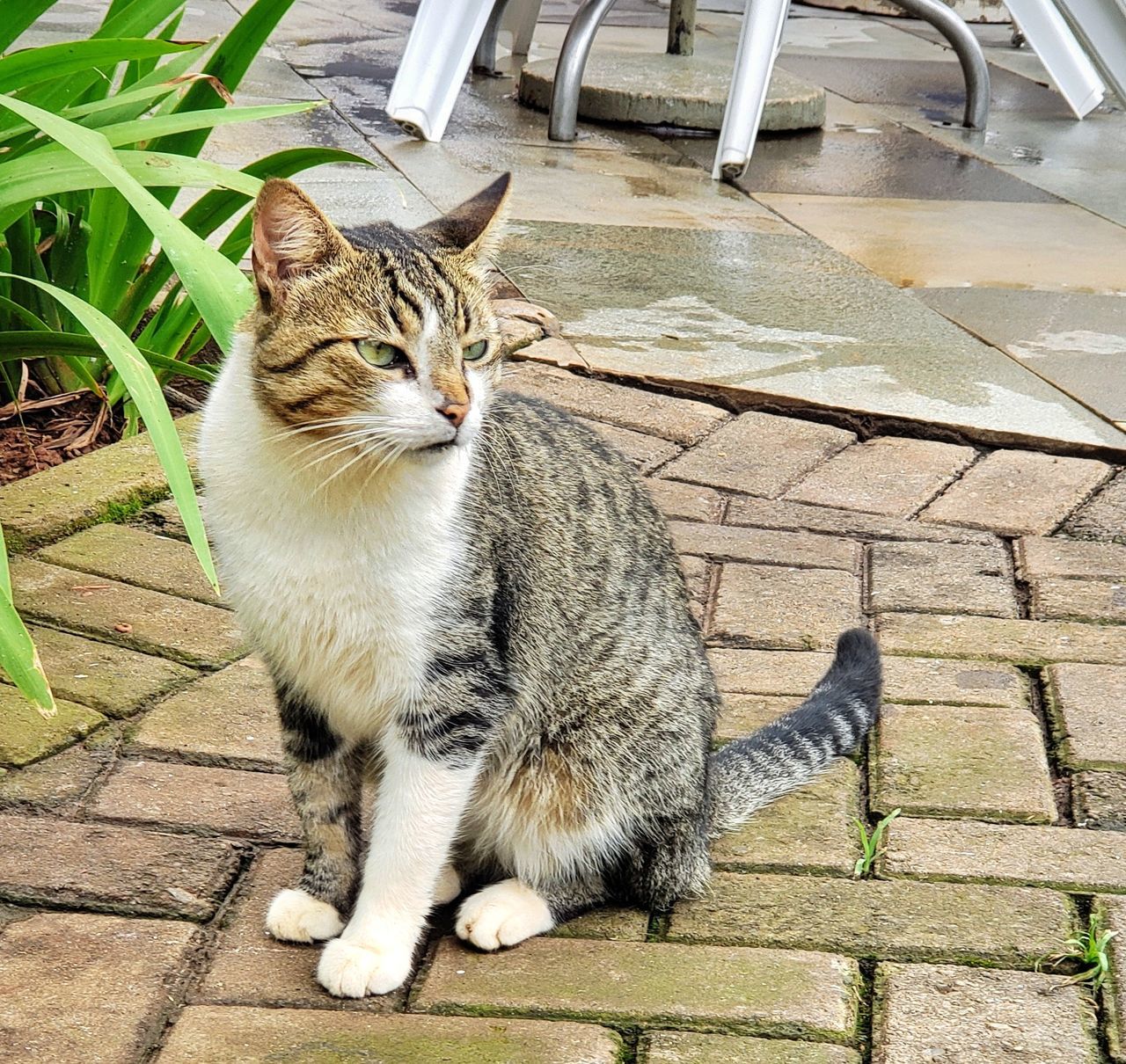 pets, domestic cat, mammal, cat, one animal, domestic, feline, domestic animals, vertebrate, sitting, no people, footpath, day, full length, looking, nature, looking away, whisker, paving stone