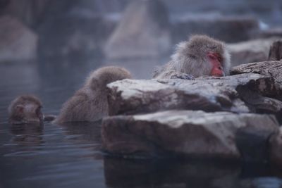 Snow monkey