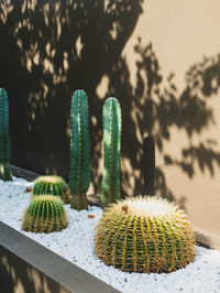 Close-up of cactus plant