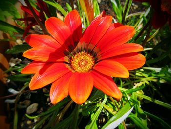 Close-up of red flower