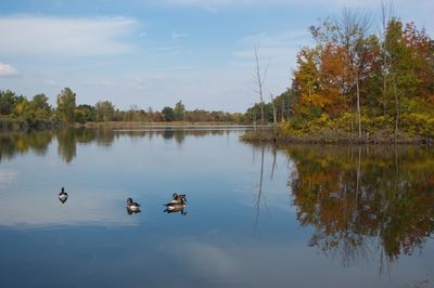 Ducks swimming in lake