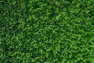 Full frame shot of green plants