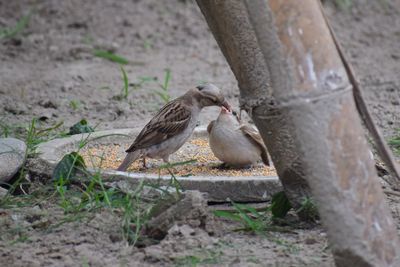 Pigeons perching on a field