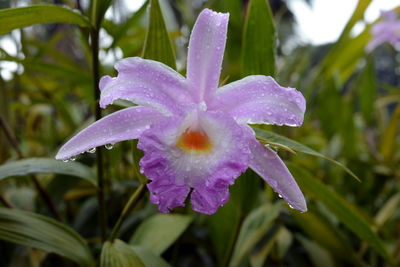 Close-up of water drops on day lily blooming outdoors