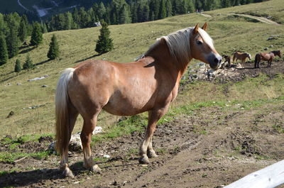 Horses standing in ranch