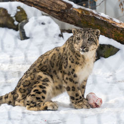 View of animal on snow covered land