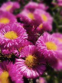 Close-up of pink flowering plants