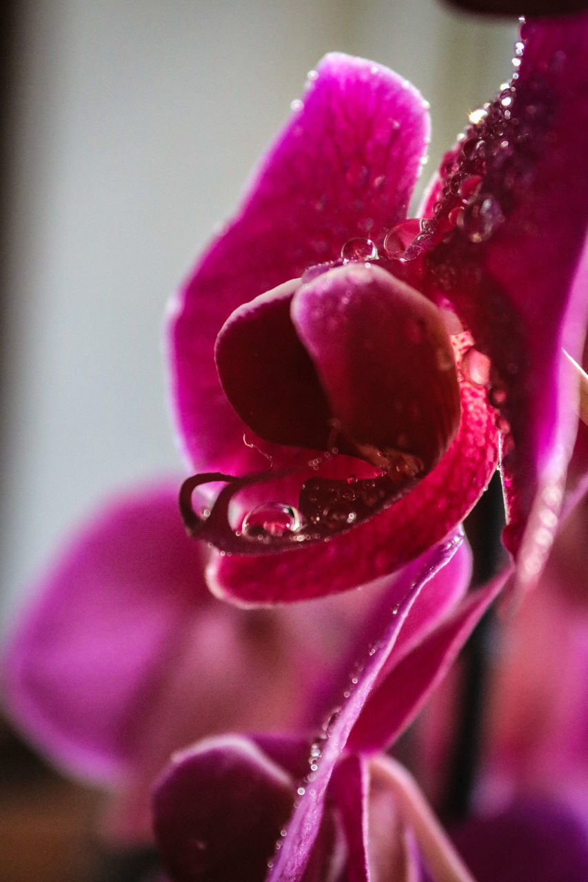 CLOSE-UP OF WET PURPLE FLOWER