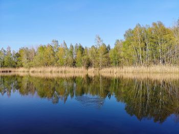 Reflection of trees in lake against clear blue sky