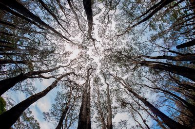 Low angle view of trees against sky