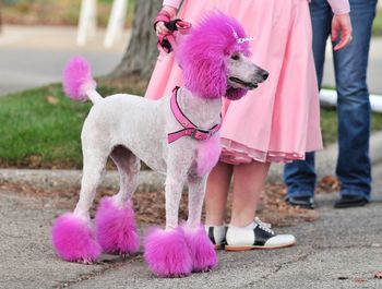 View of pink poodle