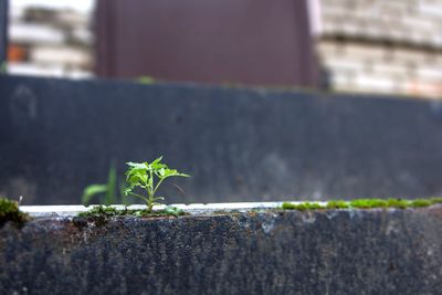 Close-up of plant against blurred background