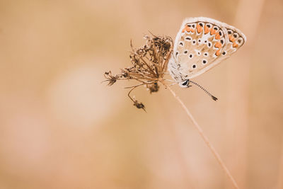 Close-up of butterfly on wilted flower