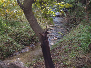 Trees in forest