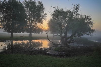 Trees by lake against sky during sunset