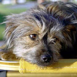 Close-up of dog