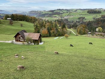 View of sheep grazing on grassy field